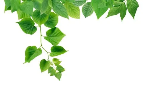 Green Leaves Border Stock Photos