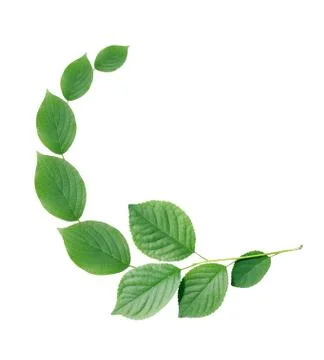 Green Leaves Border Stock Photos