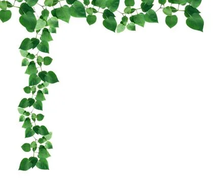 Green Leaves Border Stock Photos