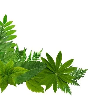 Green Leaves Border Stock Photos