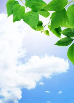 Green Leaves Border Stock Photos
