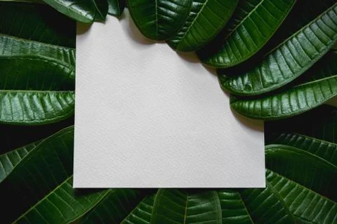 Green leaves border. Tree leaf frame isolated on white background with clippi Foto stock