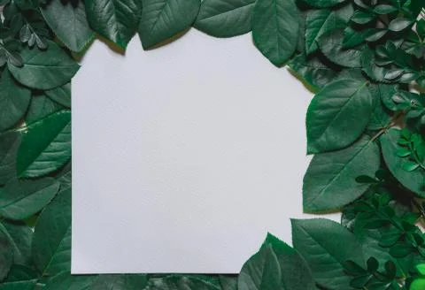 Green leaves border. Tree leaf frame isolated on white background with clippi Stock Photos