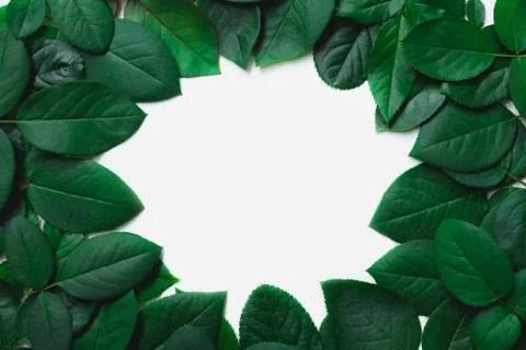 Green leaves border. Tree leaf frame isolated on white background with clippi Foto stock