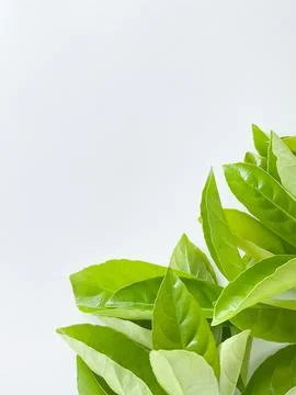 Green leaves at the bottom with empty space for text or inscription. concept Stock Photos