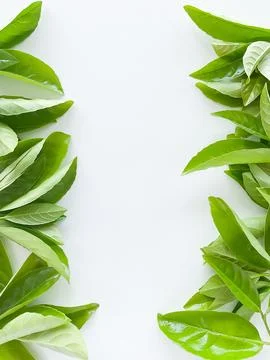 Green leaves at the bottom with empty space for text or inscription. concept Foto stock
