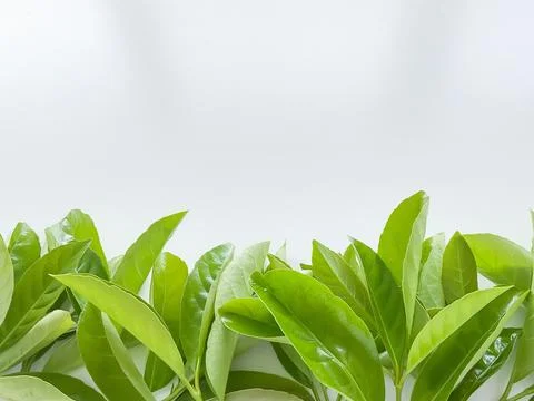 Green leaves at the bottom with empty space for text or inscription. concept Foto stock