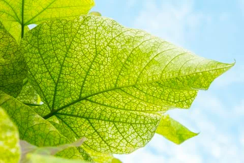 Green leaves bottom up view Stock Photos