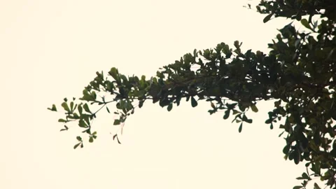 Green Leaves Branch Extending Horizontally Against Cream White Sky Background Stock Footage 344739367