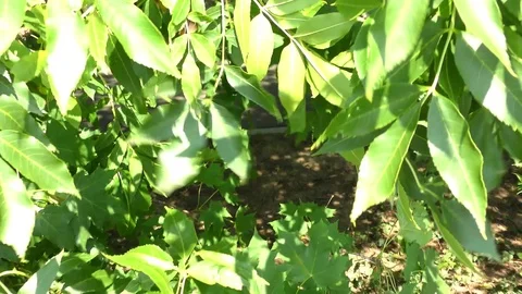 Green leaves - branch Stock Footage 71764913