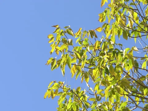 Green Leaves on a Branch Stock Footage 80564322