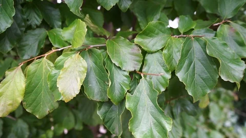 Green leaves on a branch Stock Footage 118229621