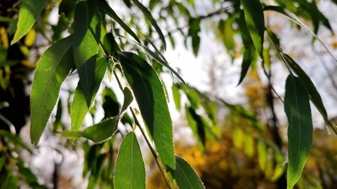 Green leaves on a branch move from the wind and play in the autumn sun Stock Footage 165567692