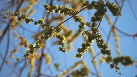 Green Leaves On The Branch In The Spring Video stock 128185490