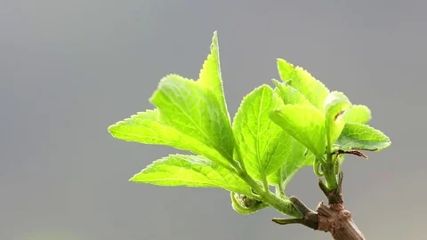 Green leaves on the branch in springtime. Stock Footage 72900377
