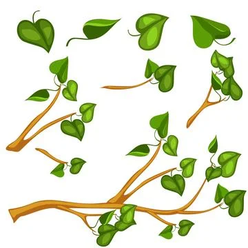 Green Leaves on branch, vector object Stock Illustration