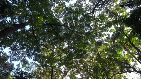 Green leaves, branches and tree trunks from the Amazon rainforest swaying wind Stock Footage 148340856