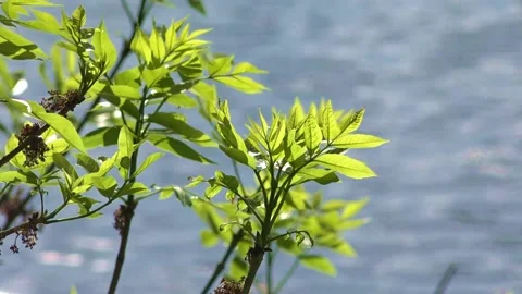 Green leaves on branches on the background of blue river water Stock Footage 154649135