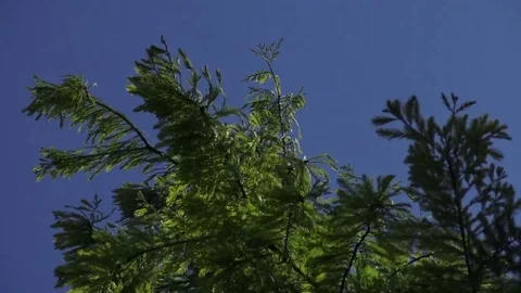 Green leaves on branches blowing in the wind Stock Footage 75247010