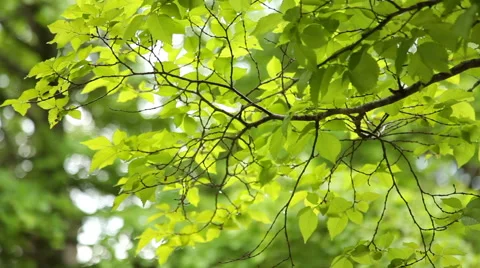 Green Leaves On Branches Stock Footage 50110942