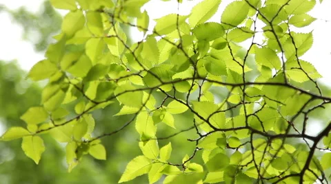 Green Leaves On Branches Stock Footage 50126903