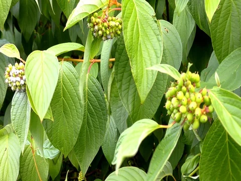 Green Leaves On Branches Video stock 73196834