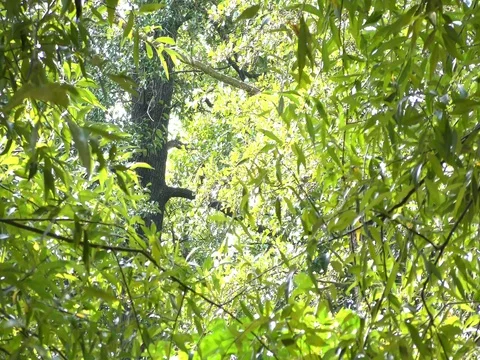 Green Leaves On Branches Stock Footage 73196870