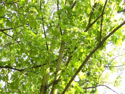 Green Leaves On Branches Stock Footage 73196932