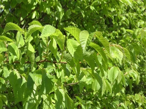 Green Leaves On Branches Stock Footage 75721320