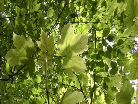 Green Leaves On Branches 動画素材 75721942