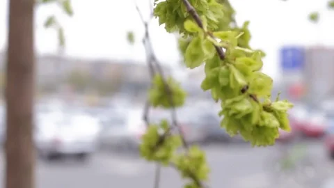 Green leaves branches moving the wind blurred background city shopping center Stock Footage 75610111
