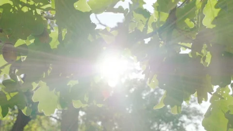 Green leaves on branches of oak tree in the rays of the sun. Slow motion. HD Stock Footage 95759913