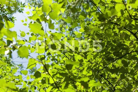 Green leaves on branches Stock Photos