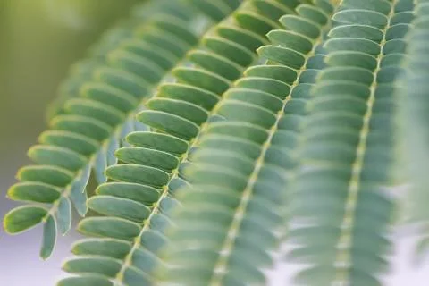 Green leaves on branches. Stock Photos