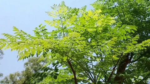 Green Leaves &amp; Branches Swaying in wind Stock Footage 107717409