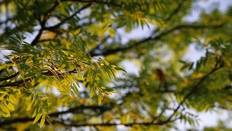 Green leaves on the branches of a tree against the blue sky Stock Footage 156040464