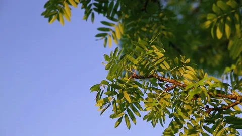 Green leaves on the branches of a tree against the blue sky Stock Footage 156040472