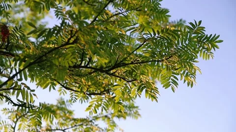 Green leaves on the branches of a tree against the blue sky Stock Footage 156040646