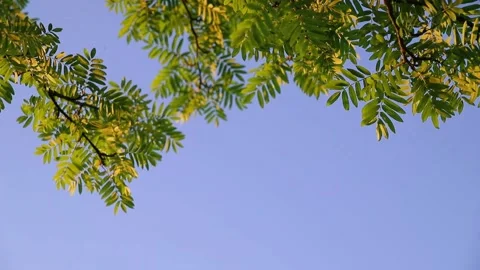Green leaves on the branches of a tree against the blue sky Stock Footage 156041554