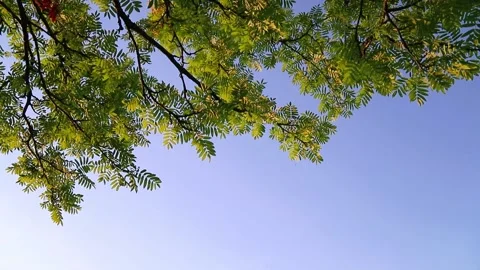 Green leaves on the branches of a tree against the blue sky Stock Footage 156041557