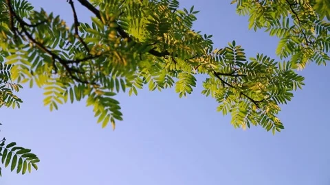 Green leaves on the branches of a tree against the blue sky Stock Footage 156041572
