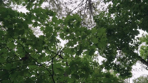 Green leaves on the branches of the tree. Leaves move in the wind Stock Footage 220151332