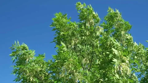 Green leaves on the branches of tree swaying in wind Stock Footage 336382177