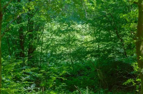 Green leaves on the branches of trees in the forest. Stock Photos