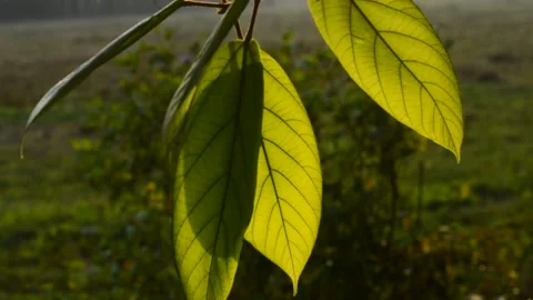 Green leaves in the breez Stock Footage 170298786