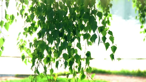 Green Leaves in Bright Sun Rays Stock Footage 107629287
