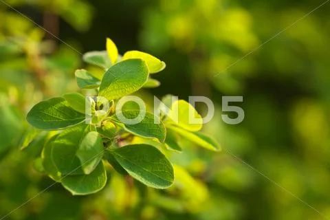 Green leaves, brightly backlit against blur background Stock Photos