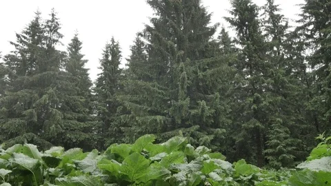 Green leaves of burdock shakes on the wind in forest. smooth movement in nature Vídeos de archivo 77616617