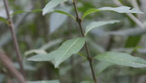 Green leaves on the bush Stock Footage 11322201