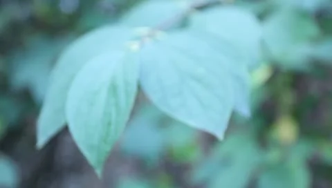 Green leaves on the bush Stock Footage 11322328
